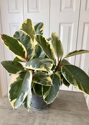 Tineke - Variegated Rubber Plant from Aladdin's Floral in Idaho Falls