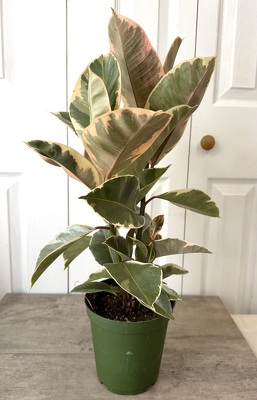 Ficus Elastica "Variegated" from Aladdin's Floral in Idaho Falls