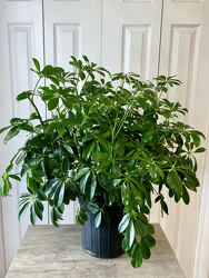 Schefflera  from Aladdin's Floral in Idaho Falls