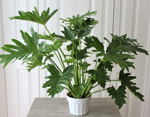 Shangri-La Philodendron from Aladdin's Floral in Idaho Falls