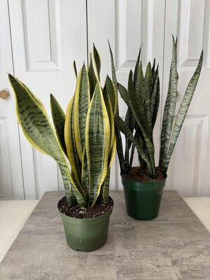 Snake Plant from Aladdin's Floral in Idaho Falls