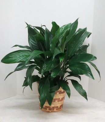 Spathiphyllum Plant from Aladdin's Floral in Idaho Falls