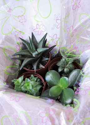 Succulent Gift Box from Aladdin's Floral in Idaho Falls