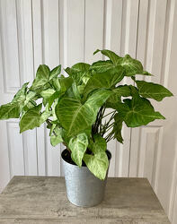 Syngonium "White Butterfly" from Aladdin's Floral in Idaho Falls
