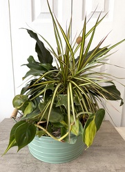 Tin Dish Garden from Aladdin's Floral in Idaho Falls