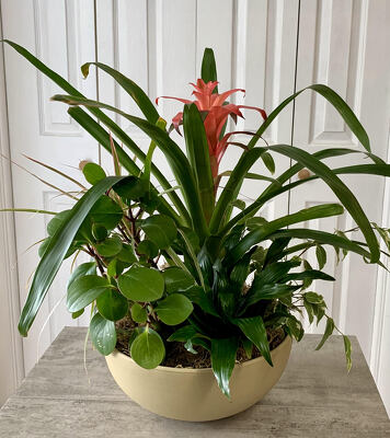 Tropical Paradise Dish Garden from Aladdin's Floral in Idaho Falls