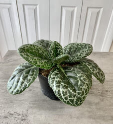 Streptocarpus "Pretty Turtle" from Aladdin's Floral in Idaho Falls