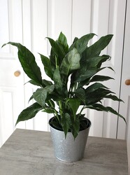 Variegated Spathiphyllum Plant from Aladdin's Floral in Idaho Falls