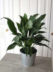 Spathiphyllum Plant from Aladdin's Floral in Idaho Falls