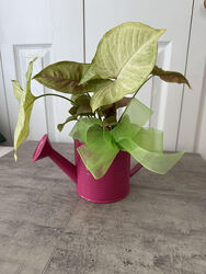 Keepsake Watering Can  from Aladdin's Floral in Idaho Falls